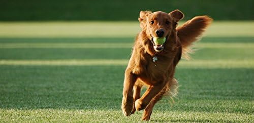 Cel mai bun PET SUPPLIES LLC sănătate urinară pentru câini-suport avansat al tractului urinar-pentru câini-masticabil-Formula