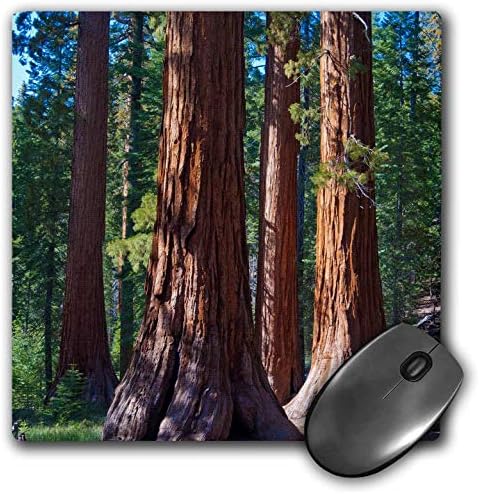 Statele Unite ale Americii California Sequoia copac trunchiuri Mariposa Grove Mouse Pad