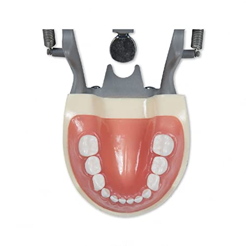 Pediatric Typodont Dinti Model 24 dinți detașabili compatibili cu Kilgore Nissin 200p)