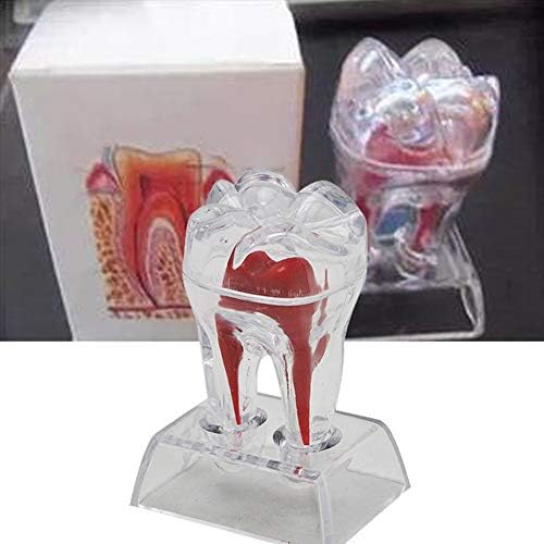 Lemita 2 PCS Model de dinți dentari - Model de dinți din dinți detașabili Model de dinți de anatomie - Modele de educație stomatologică